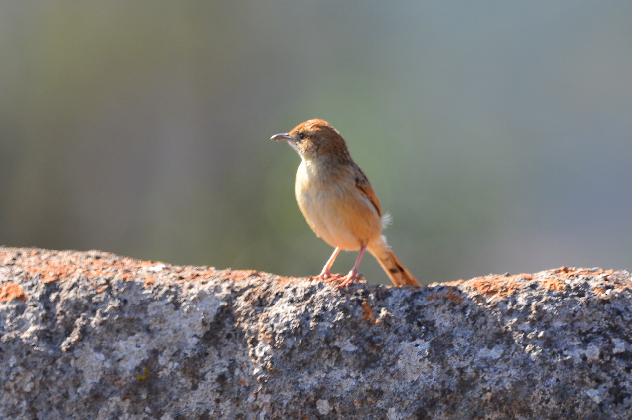 Cisticola lais Cisticola lais